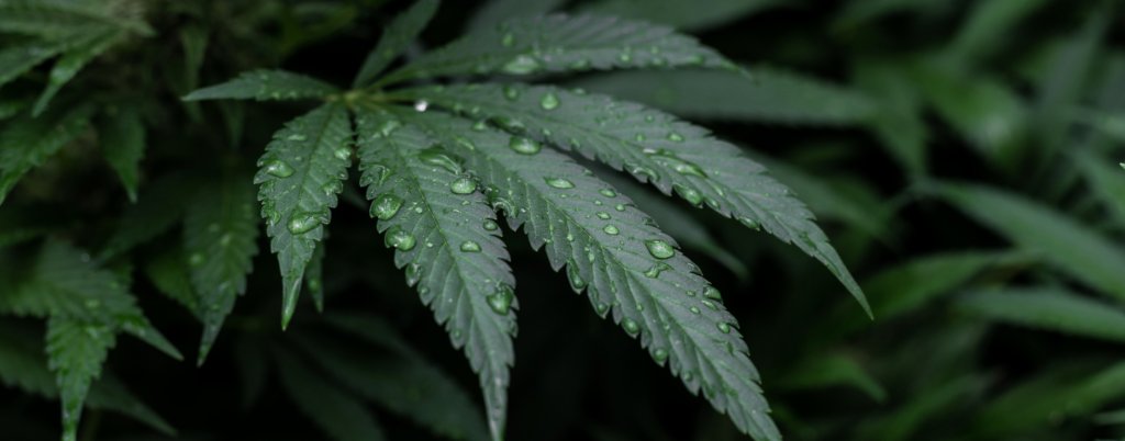 Nahaufnahme eines Cannabis Blattes mit Wassertopfen
